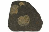 Dactylioceras Ammonite Plate - Posidonia Shale, Germany #79314-1